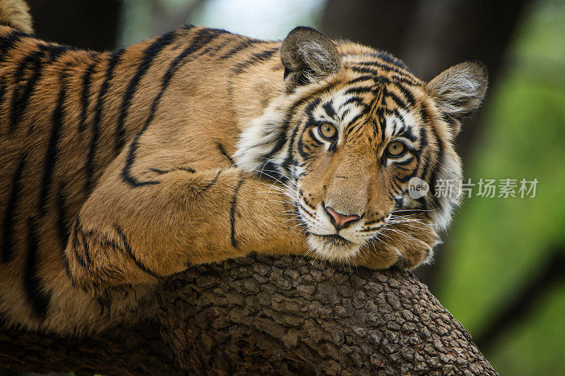 孟加拉虎(Panthera tigris tigris)在树上，野生动物拍摄